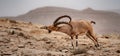 Itchy male desert Ibex