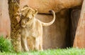 Itchy lion in safari park Royalty Free Stock Photo