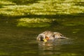 Itchy Male Mallard in Eclipse Plumage