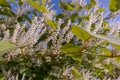 Itea virginica shrub in autumn, a flowering ornamental shrub with white flowers