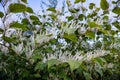 Itea virginica shrub in autumn. A flowering ornamental shrub with white flowers Royalty Free Stock Photo