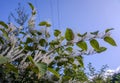 Itea virginica shrub in autumn. A flowering ornamental shrub with white flowers