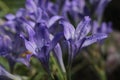 `Ithuriel`s Spear` flowers - Triteleia Laxa