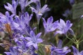 `Ithuriel`s Spear` flowers - Triteleia Laxa