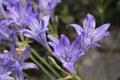 `Ithuriel`s Spear` flowers - Triteleia Laxa