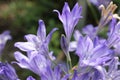 `Ithuriel`s Spear` flowers - Triteleia Laxa