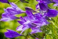 Ithuriel`s spear Triteleia laxa blooming in Stebbins Cold Canyon, Napa Valley, California