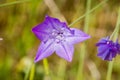 Ithuriel`s spear Triteleia laxa blooming in Stebbins Cold Canyon, Napa Valley, California