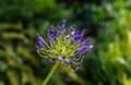 Ithuriel`s spear, triteleia laxa field in bloom closeup view blur background Royalty Free Stock Photo