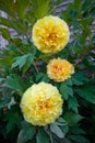 Itoh Hybrid Peony Yellow Bartzella in garden Royalty Free Stock Photo