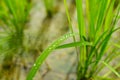 Its an agricutural field. A rain drop on a crops Royalty Free Stock Photo