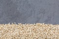 Canary seed - Phalaris canariensis Royalty Free Stock Photo