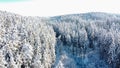 Amidst a blanket of pristine white snow, a majestic Christmas tree stands tall