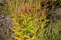 Its bright, orange inflorescences shine through no garden nooks. The flowers grow at the end of long leafy stems in tens, they hav