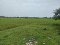 Indian grass field and cow and buffalow on the field Royalty Free Stock Photo