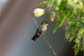 A wonderful Hummingbird perched on a branch resting. Royalty Free Stock Photo