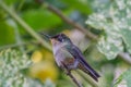 A wonderful Hummingbird perched on a branch resting. Royalty Free Stock Photo