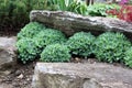 Planting a rockery with perennial iceplant or butterfly stonecrop