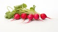 Radiant Radish: Crisp and Colorful on a White Canvas