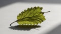 Its delicate shadow is visible beneath, showcasing the leaf s texture Royalty Free Stock Photo