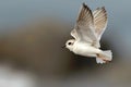 The Piping Plover in flight