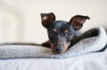 Its a dogs life. an adorable dog relaxing on a bed at home. Royalty Free Stock Photo