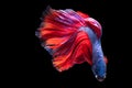 With its elegant and flowing movements the blue betta fish gracefully navigates the black expanse.