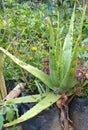 Aloevera plant in a garden Royalty Free Stock Photo