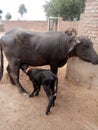 Its a good image of buffalo and her baby who drinking milk. Royalty Free Stock Photo