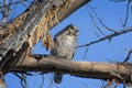 Young Great Horned Owl, Blue Colorado Sky