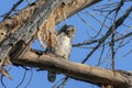 Watchful Young Great Horned Owl, in Colorado Royalty Free Stock Photo