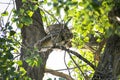 Watchful Great Horned Owl on Tree Branch Royalty Free Stock Photo