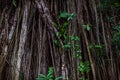 In its natural habitat, the Ficus tree displays giant aerial roots, drooping branchlets, and a smooth light gray trunk