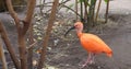 In its natural habitat Scarlet Ibis captured in close-up showcases diversity of exotic birds Scarlet Ibis adorned in