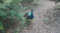 Beautiful blue and green peacock Royalty Free Stock Photo