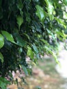 Nature Background, leaves and trees