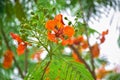 Its a orange flower with Green leafs and beauty of nature Royalty Free Stock Photo