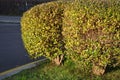 Its ovate to elliptical leaves are fresh green and on the shrub they usually last until normal weather until December. Then they d