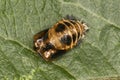 Macro of Ladybird Pupa