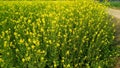 Mustard Field& x29;