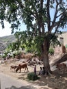 Its seen a village area some cows and child stay under a tree