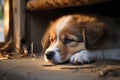 In its slumber, a precious puppy exudes utter adorability