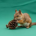 Its small paws grasp the pine cone tightly, highlighting its Royalty Free Stock Photo