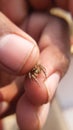 Extreme Macro photography on a brown spider