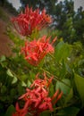 Red flowers