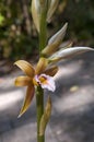 Swamp orchid flower Royalty Free Stock Photo