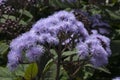 Flower cluster of a Mexican blue mist plant