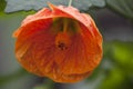 Orange chinese bell flower Royalty Free Stock Photo