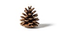Its texture appears rough and natural, typical of conifer cones Royalty Free Stock Photo