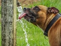 Its Thirsty Work Being A Dog Royalty Free Stock Photo